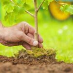 Distribution gratuite d’arbres le 16 mai 2026