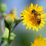 En mai – Participer au Défi pissenlits!