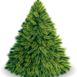 Collecte de sapins naturels – 8 janvier 2026